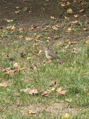 Song Thrush