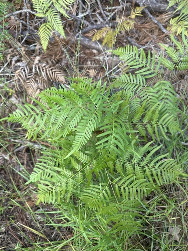 common bracken