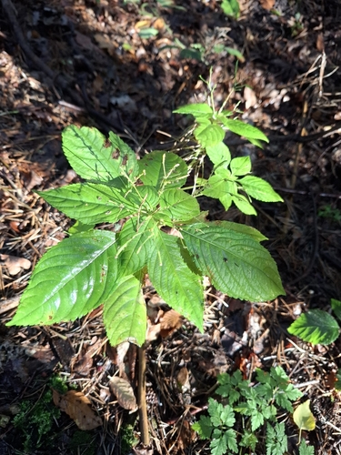 small balsam