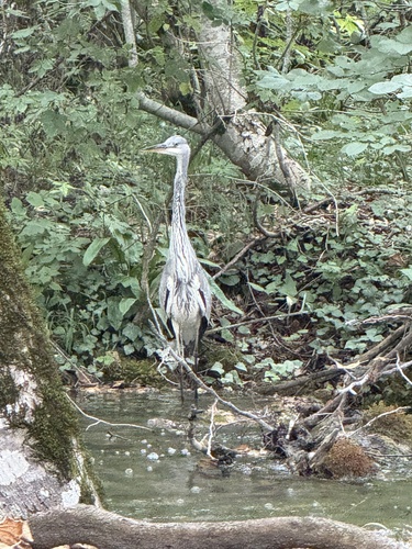 Grey Heron