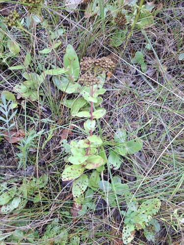 Great Stonecrop