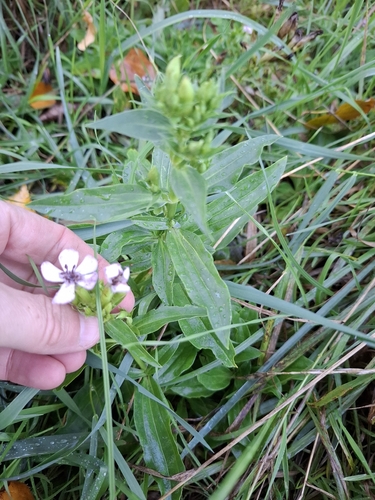 common soapwort