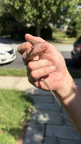 DeKay's Brownsnake