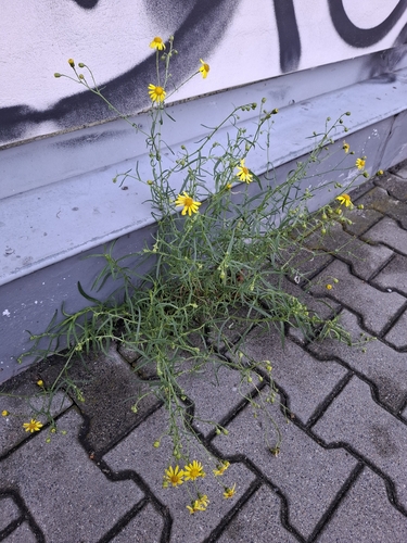 Narrow-leaved Ragwort