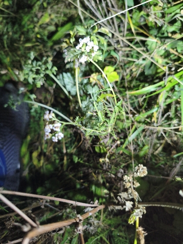common yarrow