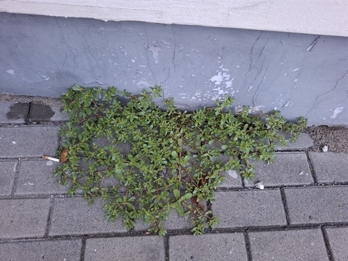 Common Purslane