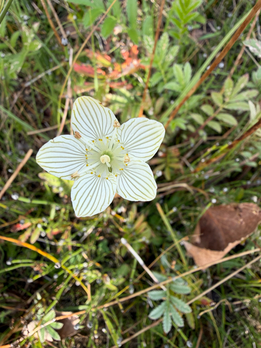fen grass of Parnassus