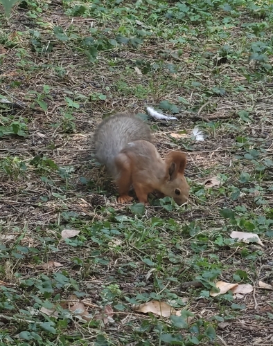 Eurasian Red Squirrel