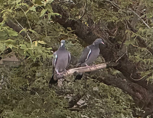 Common Wood-Pigeon