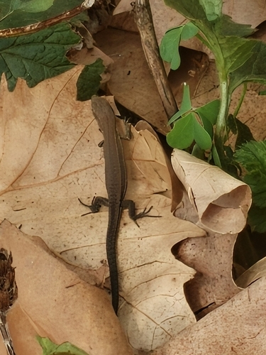 Darevskia praticola pontica