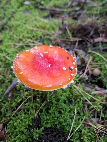 Fly Agaric