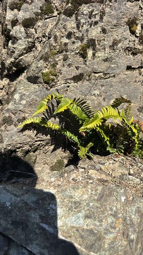 northern holly fern