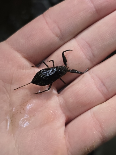 Eurasian Water Scorpion