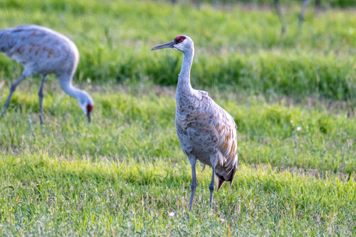 Sandhill Crane