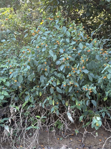 common jewelweed