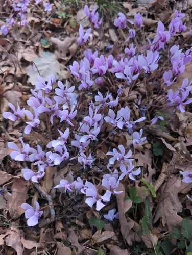 Ivy-leaved cyclamen