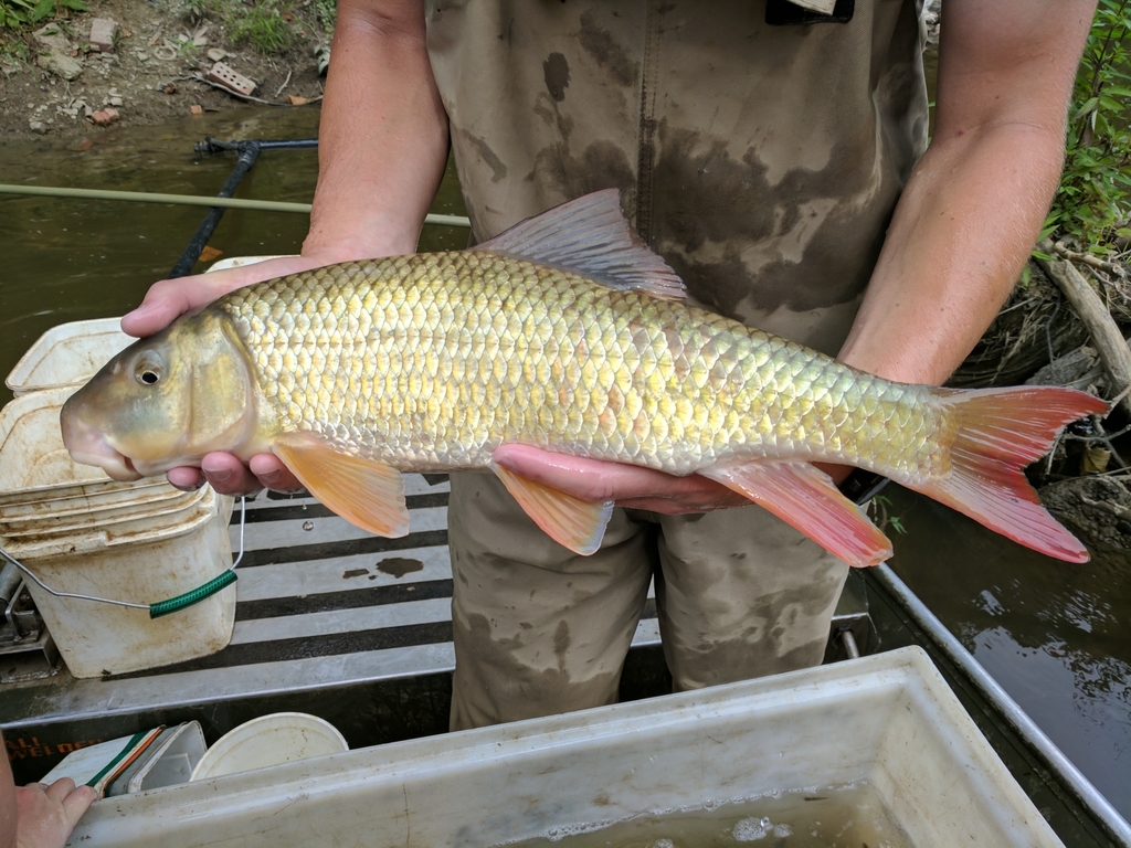 River Redhorse from Painesville, OH 44077, USA on August 17, 2017 at 10 ...