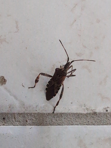Western Conifer Seed Bug