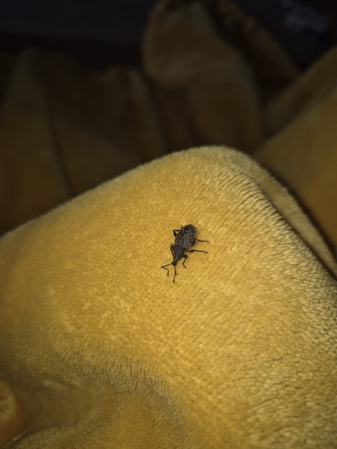 Black Vine Weevil