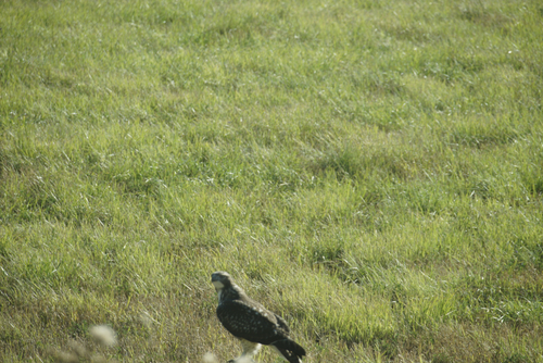 Red-tailed Hawk