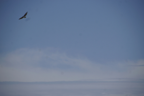 Ferruginous Hawk