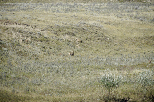 Mule Deer