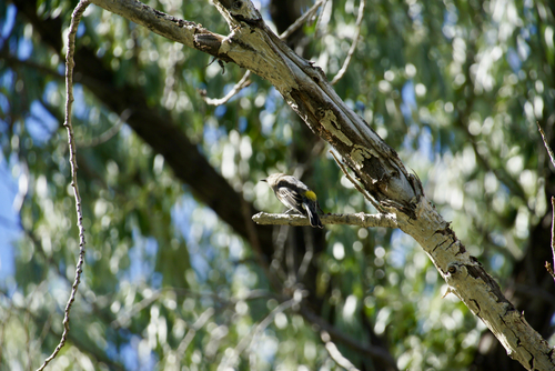 Yellow-rumped Warbler