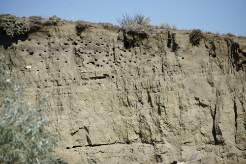 Bank Swallow