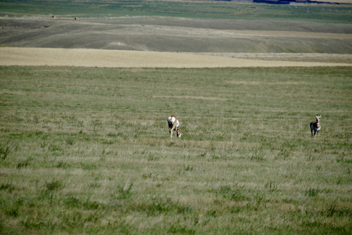 Pronghorn