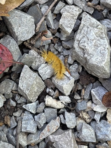 Banded Tussock Moth