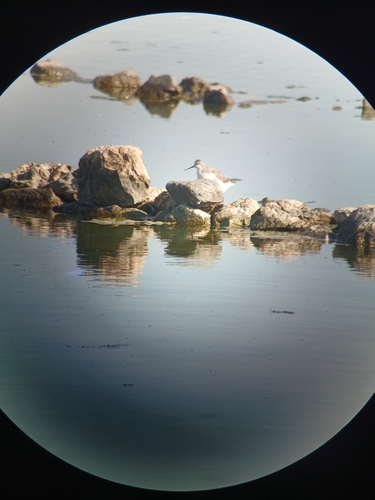 Wilson's Phalarope