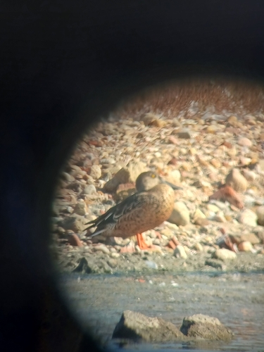 Northern Shoveler