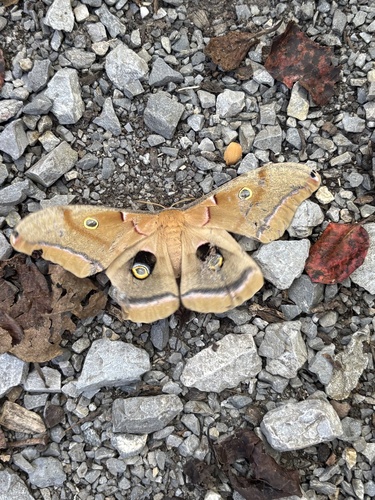Polyphemus Moth