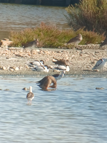 Pied Avocet