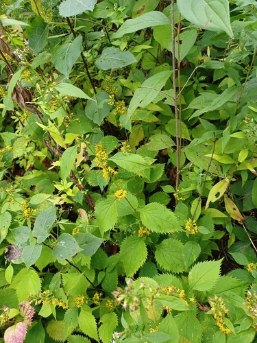 broad-leaved goldenrod