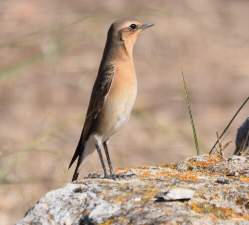 Northern Wheatear