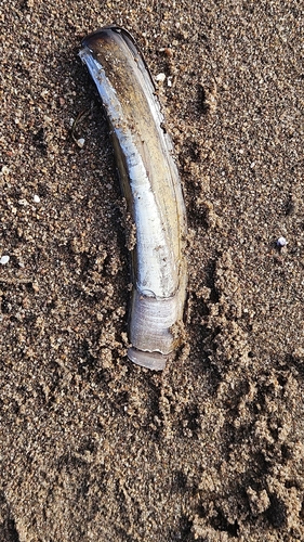 Atlantic Jackknife