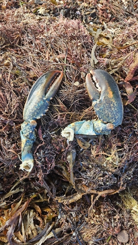 American Lobster
