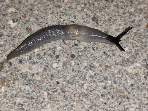 Black-headed Slug