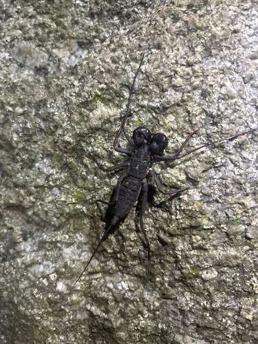 Taiwan whipscorpion