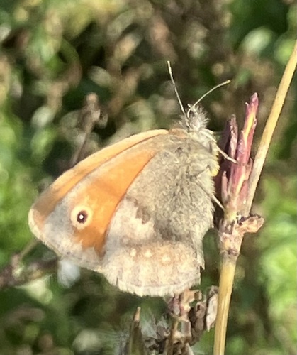Small Heath
