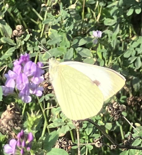Large White
