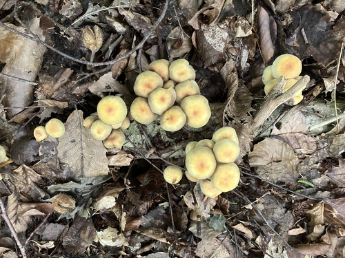 Sulphur Tuft