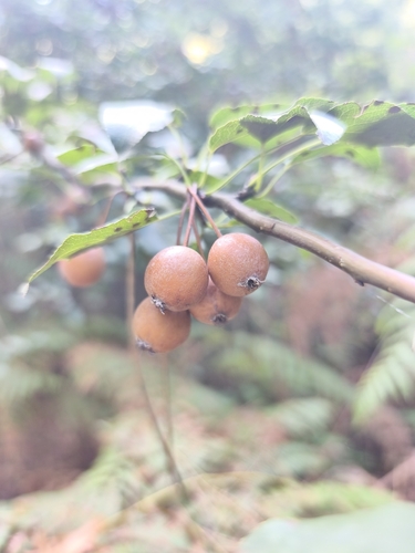 Plymouth Pear
