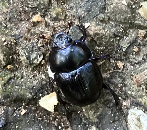 Woodland Dor Beetle