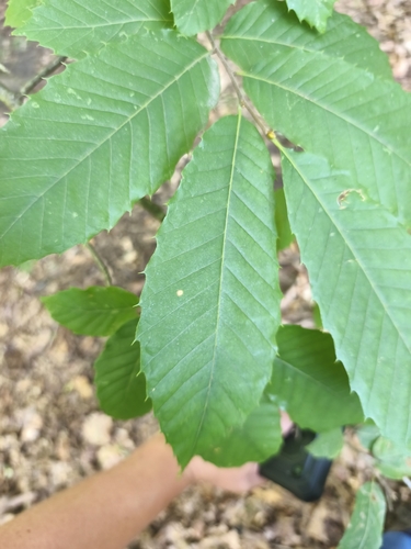 Sweet Chestnut