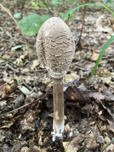 Parasol