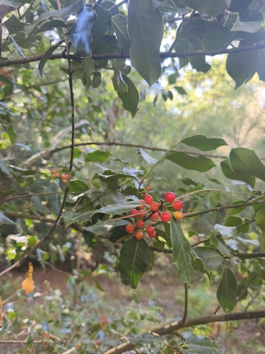 European holly