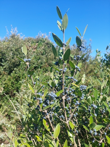 Green Olive Tree