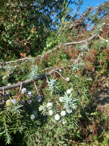 large-fruited juniper